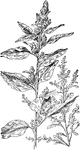 Of the amaranth family (Amarantaceae): left, pigweed (Amarantus retroflexus); right, Tumble Weed (Amarantus graecizans).