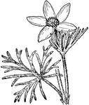 Of the crowfoot family (Ranunculaceae), the pasque flower or Anemone patens var. Wolfgangiana.