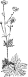 Of the crowfoot family (Ranunculaceae), Ranunculus acris var. Steveni.