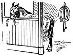 Horse feeding in a stable.