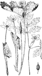 Of the poppy family (Papaveraceae): left, bloodroot (Sanguinaria Canadensis); right, celandine poppy (Stylophorum diphyllum).