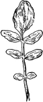 Of the mustard family (Cruciferae), the leaf of the watercress or Radicula Nasturtium-aquaticum.