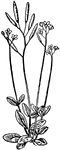 Of the mustard family (Cruciferae), the Carolina Whitlow grass or Draba caroliniana.