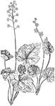 Of the saxifrage family (Saxifragaceae): left, false mitrewort (Tiarella cordifolia); right, naked mitrewort (Mitella nuda).