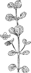 Of the saxifrage family (Saxifragaceae), the golden saxifrage or Chrysosplenium americanum.