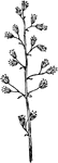 Of the saxifrage family (Saxifragaceae), the alumroot or Heuchera americana.