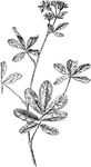 Of the rose family (Rosaceae), the purple cinquefoil or Potentilla palustris.