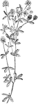 Of the pulse family (Leguminosae), the hop clover or Trifolium agrarium.