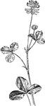 Of the pulse family (Leguminosae), the alsike clover or Trifolium hybridum.