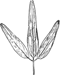 Of the pulse family (Leguminosae), the leaf and seed pod of Desmodium paniculatum.