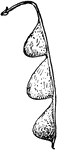 Of the pulse family (Leguminosae), the seed pod of Desmodium grandiflorum.