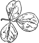 Of the pulse family (Leguminosae), the leaf of the nonesuch or black medick (Medicago lupulina).
