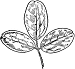 Of the pulse family (Leguminosae), the leaf of the trailing bush clover or Lespedeza procumbens.