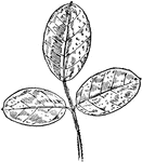 Of the pulse family (Leguminosae), the leaf of Lespedeza hirta.