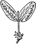 Of the pulse family (Leguminosae), the leaf of Vicia americana.