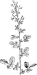 Of the pulse family (Leguminosae), the bush clover, Lespedeza violacea.
