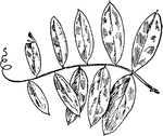 Of the pulse family (Leguminosae), the leaves of the beach pea or Lathyrus maritimus.