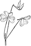 Of the sorrel family (Oxalidaceae), Oxalis filipes.