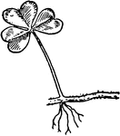 Of the sorrel family (Oxalidaceae), Oxalis repens.