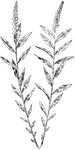 Of the milkwort family (Polygalaceae), the Seneca snakeroot or Polygala Senega.