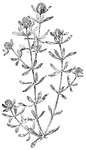 Of the milkwort family (Polygalaceae), the cross-leaved milkwort or Polygala cruciata.
