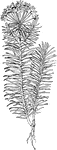 Of the spurge family (Euphorbiaceae), the cypress spurge or Euphorbia Cyparissias.