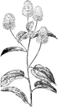 Of the buckthorn family (Rhamnaceae), New Jersey tea or Ceanothus americanus.