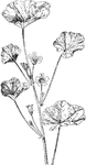Of the mallow family (Malvaceae), the common mallow or Malva rotundifolia.