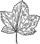 Of the mallow family (Malvaceae), the leaf of the high mallow or Malva sylvestris.