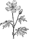 Of the mallow family (Malvaceae), the purple poppy-mallow or Callirrhoe involucrata.