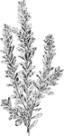 Of the St. John's Wort family (Hypericaceae), St. Andrew's Cross or Ascyrum hypericoides.