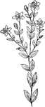 Of the St. John's Wort family (Hypericaceae), Hypericum virgatum.
