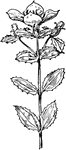 Of the meadow-beauty family (Melastomaceae), Rhexia ciliosa.