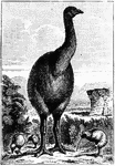 The extinct moa and the modern kiwi.