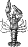 The arthropod, the freshwater crayfish.