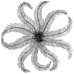 The echinoderm, the crinoid or feather-star.
