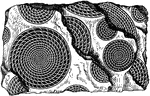 "Fossil Foraminifera (Nummulites) in limestone." -Thomson, 1916