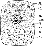 "Diagram of cell structure. Pl. Plastids in cytoplasm. cc. Centrosome. n. Nucleolus. Chr. Chromosomes. N. Nucleus. ct. General cytoplasm. V. Vacuole. Gr. Granules." -Thomson, 1916