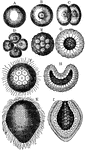 "Life history of a coral, Monoxenia darwinii. A, B, Ovum. C, Division into two. D, four-cell stage. E, Blastula. F, Free-swimming blastula with cilia. G, Section of blastula. H, Beginning of invagination. I, Section of completed gastrula, showing ectoderm, and archenteron. K, Free-swimming ciliiated gastrula." -Thomson, 1916