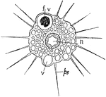 "Actinophrys sol (Sun animalcule). n., nucleus; f.v., food vacuole; v., contractile vacuole; ps., pseudopodium." -Thomson, 1916
