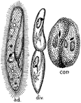 "Paramoecium. ad. Adult form, showing cilia, "mouth," contractile vacuoles, etc. div. Transverse division. con. Conjugation." -Thomson, 1916