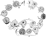 "Life history of Coccidium. 1. Sporozoite; 2. Sporozoite entering a cell and becoming a trophozoite; 3-4. Schizont, forming merozoites; 5. Merozoites entering another cell; 6a. Merozoite forming macrogamete; 6b. Merozoite forming microgametes; 7. Free microgamete; 8-9. Fertilisation of macrogamete by microgamete; 10. Zygote within oocyst; 11. Formation of spores within oocyst; 12. Spores forming sporozoites." -Thomson, 1916