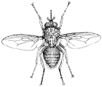 The tsetse fly or Glossina palpalis.