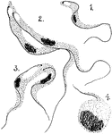 "1. Trypanosoma gambiense, showing nucleus, blepharoplast, and flagellum. 2 and 3. Individuals undergoing longitudinal fission. 4. Leucocyte engulfing a trypanosome." -Thomson, 1916