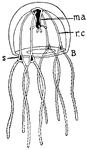 "A medusoid; ma., manubrium; r.c., radial canal; s., sense-organ." -Thomson, 1916