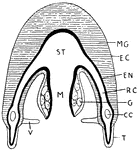 "Structure of a Medusoid. ST., Stomach; M., manubrium; V., velum; T., tentacle; C.C., circumference canal; G., gonad; R.C., radial canal; EN., endoderm; EC., ectoderm; MG, mesogloea." -Thomson, 1916