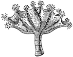 The Lucernaria jellyfish.