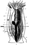 "Vertical section of a sea anemone. t., Tentacles; o., mouth; oes., oesophagus; c., c'., apertures through a mesentery; a., a'., acontia; g., genital organs on mesentery; m.f., mesenteric filaments; m.l. longitudinal muscles; s., primary septum or mesentery; s'., secondary septum; s''., tertiary septum; v., basal disc." -Thomson, 1916