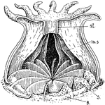 "The formation of a coral shell (Asteroides). st., Stomodaeum; ms., mesentery; s., calcareous septum; B., basal plate." -Thomson, 1916