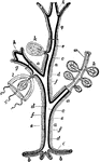 "Diagram of a gymnoblastic Hydroid. a., Stem; b., root; c., gut cavity; d., endoderm (dark); e., ectoderm; f., horny perisarc; g., hydra-like "person" (hydranth); g'., the same, contracted; h., hypostome bearing mouth; k., sac-like reproductive bud (sporosac); m., a modified hydranth (blastostyle) bearing sporosacs; l., medusoid "person." -Thomson, 1916